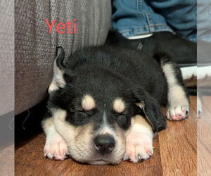 Siberian Husky-Unknown Mix Dogs for adoption in Plainfield, IL, USA