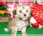 Small Photo #4 Havanese Puppy For Sale in HAMMOND, IN, USA