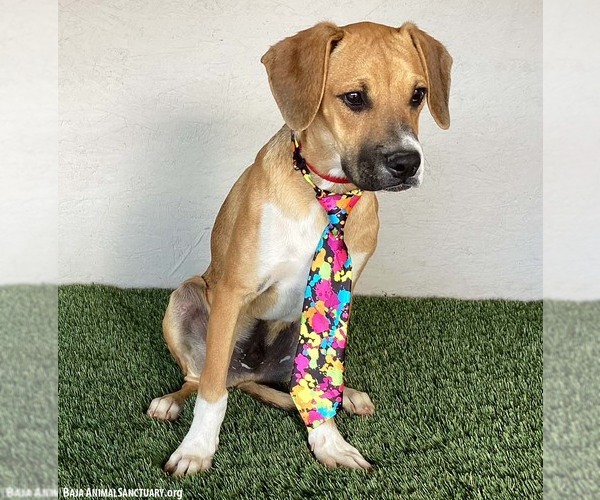 Medium Photo #5 Boxer-Plott Hound Mix Puppy For Sale in San Diego, CA, USA