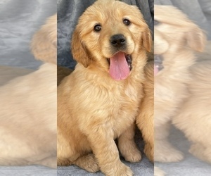 Golden Retriever Puppy for sale in SANTA ANA, CA, USA