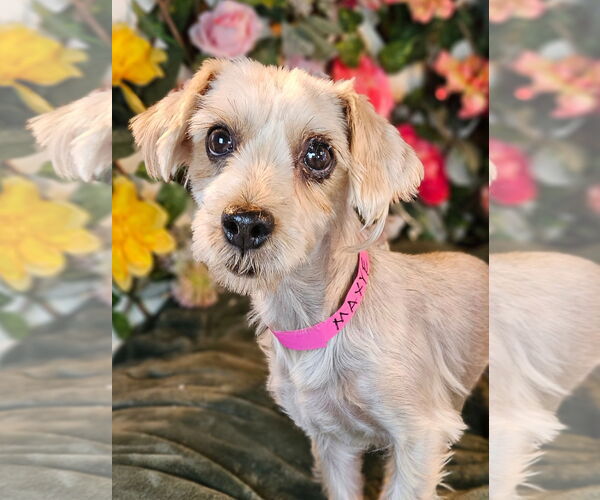 Medium Photo #2 Mutt Puppy For Sale in Bon Carbo, CO, USA