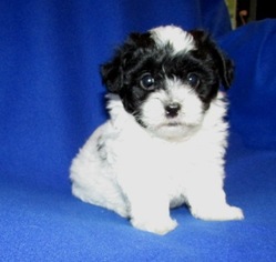 Maltese-Poodle (Toy) Mix Puppy for sale in HOWE, OK, USA