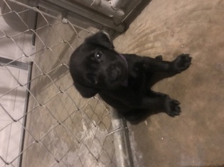 Labrador Retriever Puppy for sale in OWASSO, OK, USA