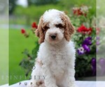 Small #4 Goldendoodle (Miniature)