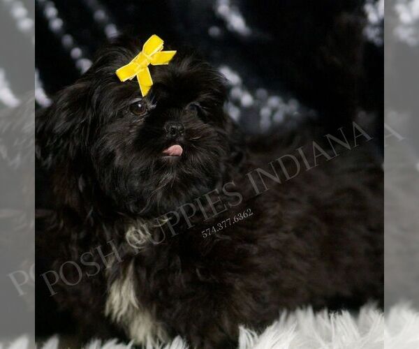Medium Photo #4 Shih Tzu Puppy For Sale in WARSAW, IN, USA