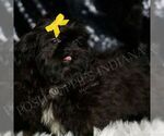 Small #3 Shih Tzu