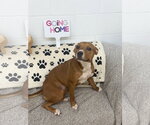 Small #2 American Pit Bull Terrier Mix