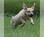 Small #4 Boxer Mix