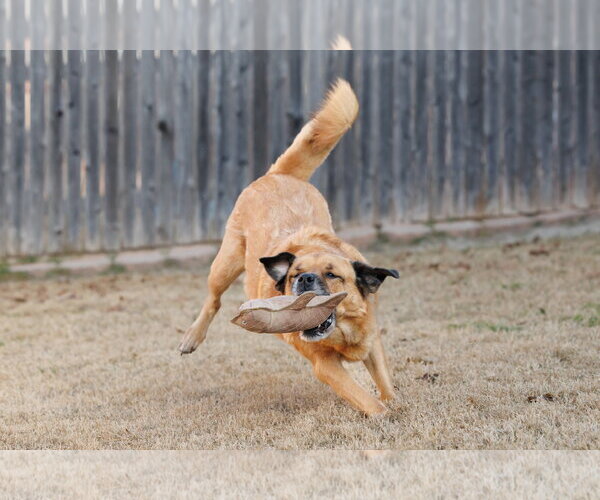 Medium Photo #10 Chow Chow-Golden Retriever Mix Puppy For Sale in McKinney, TX, USA