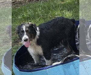 Australian Shepherd Dogs for adoption in Valrico, FL, USA