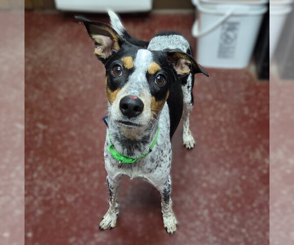 Medium Photo #4 Mutt Puppy For Sale in Fargo, ND, USA