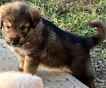 Puppy Hope Aussiedoodle-German Shepherd Dog Mix