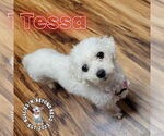 Small #4 Bichon Frise