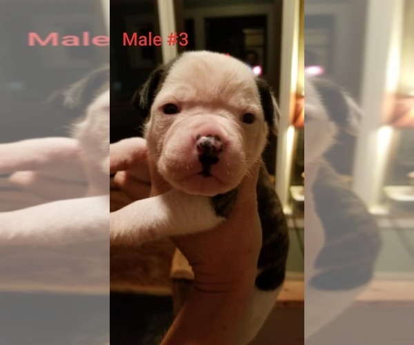 Medium Photo #1 American Bulldog Puppy For Sale in WATERTOWN, WI, USA