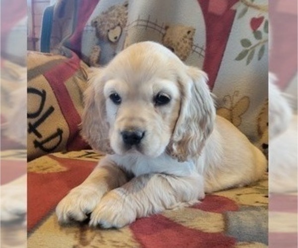 Medium Photo #1 Cocker Spaniel Puppy For Sale in WITHEE, WI, USA