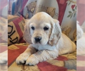 Cocker Spaniel Puppy for sale in WITHEE, WI, USA
