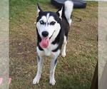 Small #1 Siberian Husky