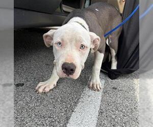 American Bulldog-Unknown Mix Dogs for adoption in Louisville, KY, USA