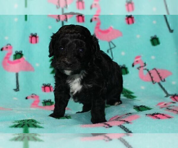 Medium Photo #1 Aussiedoodle Miniature  Puppy For Sale in NAMPA, ID, USA