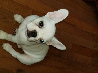 French Bulldog Puppy for sale in ALEXANDRIA, VA, USA