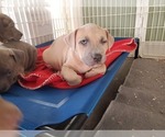Small Photo #1 American Bully Puppy For Sale in BANGOR, ME, USA