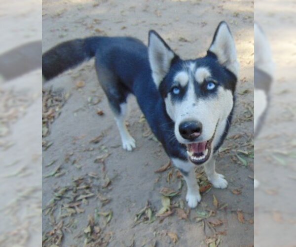 Medium Photo #7 Siberian Husky-Unknown Mix Puppy For Sale in Pacific grove , CA, USA