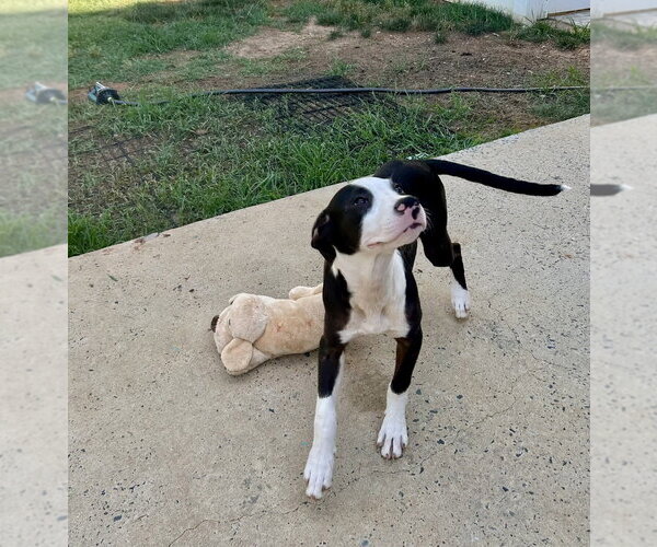 Medium Photo #10 Mutt Puppy For Sale in Mooresville, NC, USA