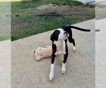 Small #9 Mutt