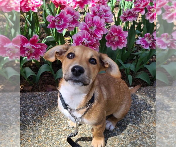 Medium Photo #1 Mutt Puppy For Sale in Hot Springs Village, AR, USA