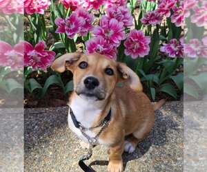 Mutt Dogs for adoption in Hot Springs Village, AR, USA