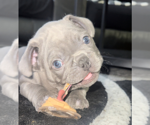 Medium Photo #2 French Bulldog Puppy For Sale in CARTERET, NJ, USA