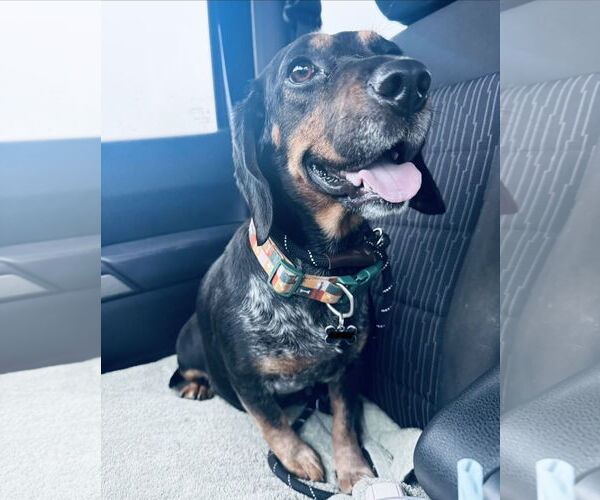 Medium Photo #1 Doxle Puppy For Sale in Columbus, IN, USA