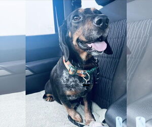 Doxle Dogs for adoption in Columbus, IN, USA