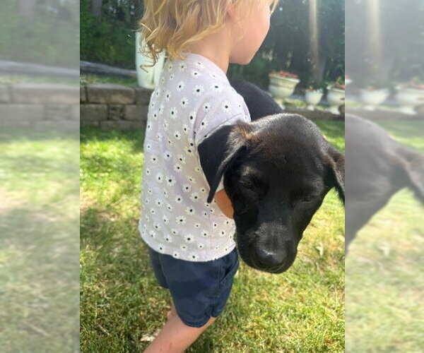 Medium Photo #4 Labrador Retriever-Unknown Mix Puppy For Sale in Jefferson, NJ, USA