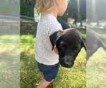 Small #3 Labrador Retriever Mix