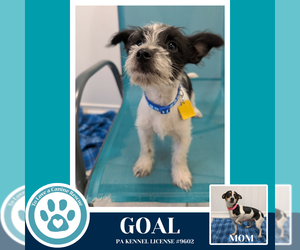 Chihuahua-Unknown Mix Dogs for adoption in Kimberton, PA, USA