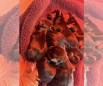Small Yorkshire Terrier