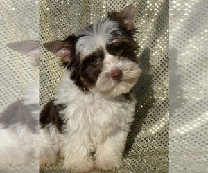 Yorkshire Terrier Puppy for Sale in MIAMI, Florida USA