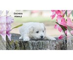 Small Photo #5 American Eskimo Dog-Poodle (Toy) Mix Puppy For Sale in CLARE, MI, USA