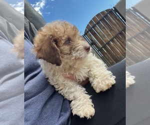 Doodle Puppy for sale in NEW RIVER, AZ, USA