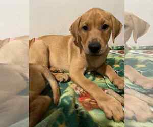 Labrador Retriever-Unknown Mix Dogs for adoption in Mechanicsburg, PA, USA