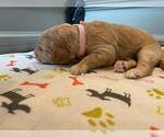 Small Photo #60 Goldendoodle Puppy For Sale in NORTH SCITUATE, RI, USA