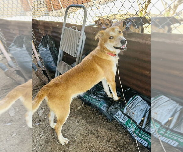 Medium Photo #2 Mutt Puppy For Sale in Dana Point, CA, USA