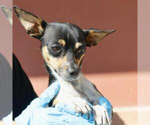Chihuahua-Unknown Mix Dogs for adoption in San Antonio, TX, USA