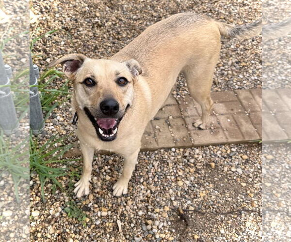 Medium Photo #4 Chihuahua-Unknown Mix Puppy For Sale in Estherville, IA, USA
