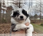 Puppy Puppy 7 Australian Shepherd