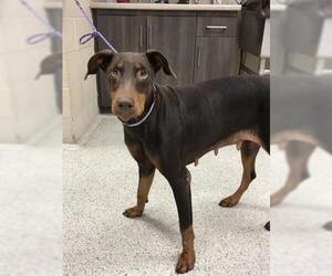 Doberman Pinscher Dogs for adoption in Conroe, TX, USA