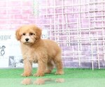 Small Photo #2 Poodle (Miniature) Puppy For Sale in BEL AIR, MD, USA