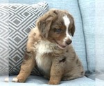 Small Photo #2 Australian Shepherd Puppy For Sale in DREXEL, MO, USA