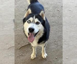 PENGUIN - Male Siberian Husky Dog for Adoption - Photo #2